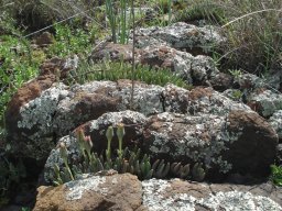 Hereroa glenensis coping with narrowness